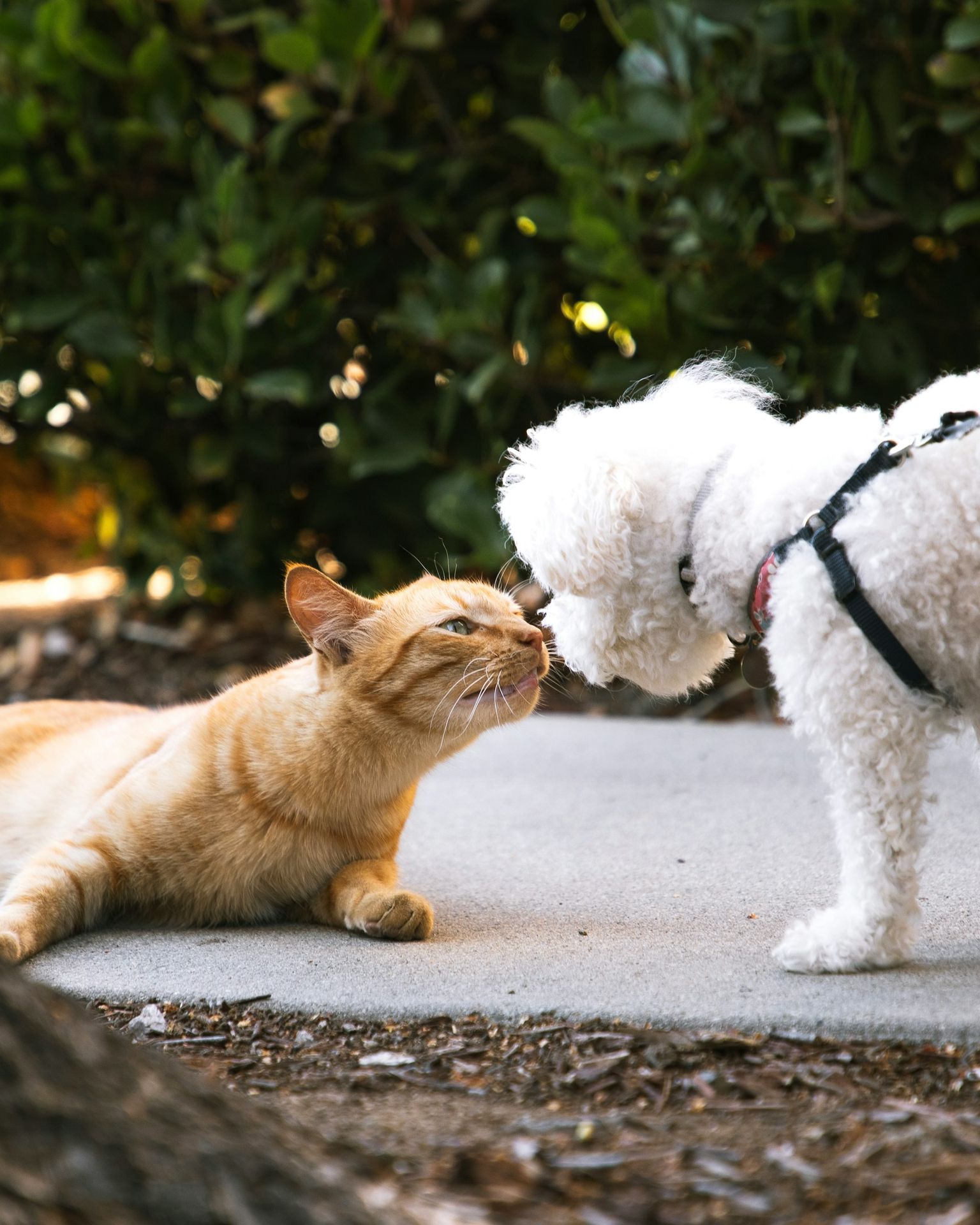 a cat and a dog